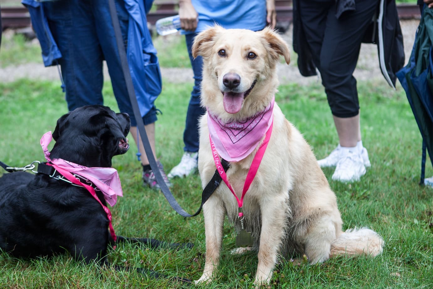 Two dogs, wearing BRIGHT Run medals
