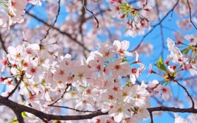 Predicting Cherry Blossom Season