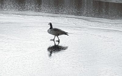 Reflections on a Solitary Canada Goose