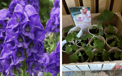 Beautify your Garden for Breast Cancer Research